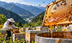 Artvin’de Bal Üretimi Yarıdan Fazla Düştü