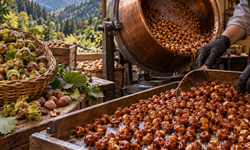 Bolu’nun Asırlık Dağ Fındığı Tehlike Altında