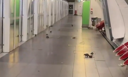 Paris’te Metro İstasyonunu Fareler Sardı