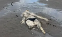 Terme Sahilinde İnsan İskeleti Bulundu