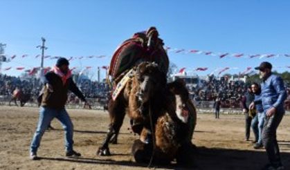 MUĞLA - Deve güreşi festivaline yoğun ilgi