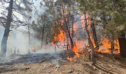 ADANA - Aladağ'da çıkan orman yangını kontrol altına alındı