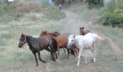 Artvin'de "Mucizeler Diyarı" bakıma muhtaç atlara yuva oldu