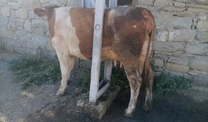 Bayburt'ta elektrik direğinin demirleri arasına sıkışan inek kurtarıldı