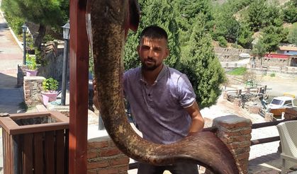 Çorum'daki Obruk baraj gölünde 50 kiloluk yayın balığı yakalandı