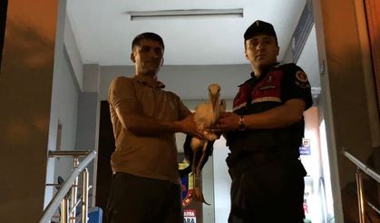Giresun'da yorgun düşen leylek koruma altına alındı