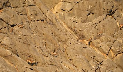ISPARTA -  Koruma altındaki yaban keçileri Yazılı Kanyon'da görüntülendi