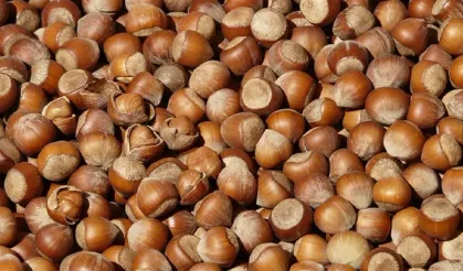 Giresun’da Fındık Fiyatları 135 Liraya Ulaştı