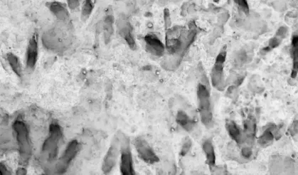 Avustralya’da Okulda 66 Fosilleşmiş Dinozor Ayak İzi Bulundu