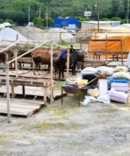Trabzon’da Kurban Bayramı Hazırlıkları Başladı: Kurbanlıklar Pazarlara İndi
