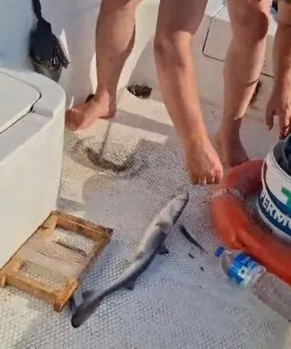 Trabzon Açıklarında Oltaya Yavru Köpekbalığı Takıldı