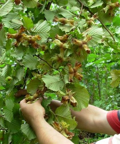 Fındık Üreticileri Hasat İçin Bahçelere Girdi