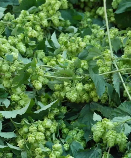 Türk Çiftçisi Atıyor, Avrupa Kilosunu 35 Bin TL'ye Alıyor