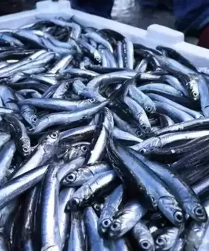 Karadeniz’de Hamsi Sezonu Uzadı