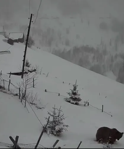 Kış Uykusundan Uyanan Ayı Yayla Evlerini Gezdi