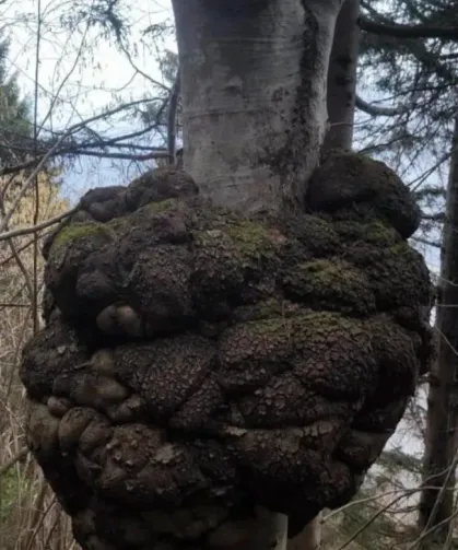 Trabzon’da Devasa Ağaç Yumrusu Şaşırttı