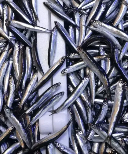 Hamsinin Tahtını Devirdi Sofralarda En çok Yenen Balık Oldu