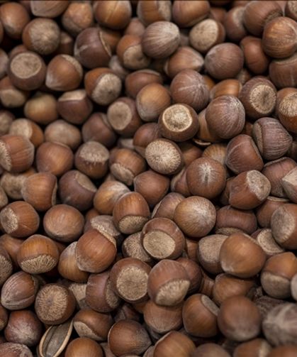 Fındıkta Çiftçi Tepkisi Büyüyor