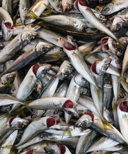 Trabzon’da Hamsi Azaldı Tezgahlar İstavrite Kaldı