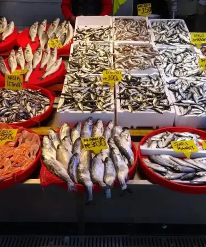 Trabzon’da Balık Tezglarından Hamsi Çekildi