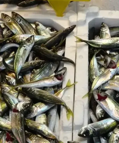 Trabzon'da Balık Tezgahları Canlandı