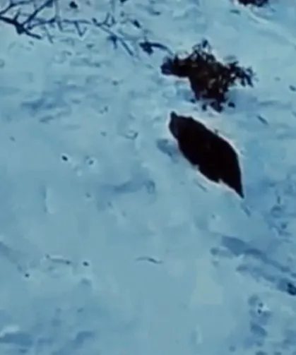 Ayder Yaylası’nda Ayı Yeniden Görüntülendi