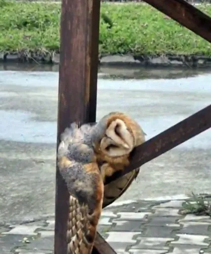 Trabzon’da Sokak Direğinde Uyuyan Baykuş İlgi Çekti