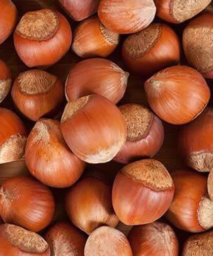 Türkiye Fındık İhracatından 388 Milyon Dolar Gelir