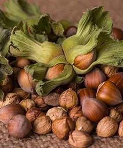 Fındık Rekolte Açıklamasına Tepki Gerçekçi Değil