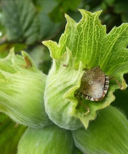 Trabzon’da Kahverengi Kokarca İçin Akademik Adım