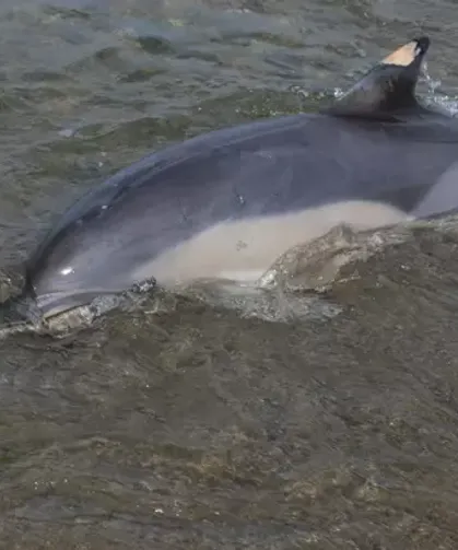 Trabzon Sahiline Ölü Yunus Vurdu