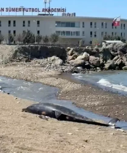 Trabzon’da İki Yunus Kıyıya Vurdu
