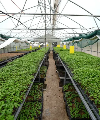 Trabzon’da 25 Bin Sebze Fidesi Çiftçilere Dağıtıldı