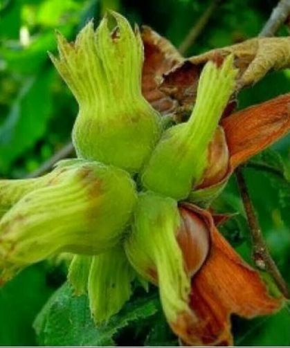 Fındıkta Yeni Sezon İçin Bahçe Hazırlığı Başladı