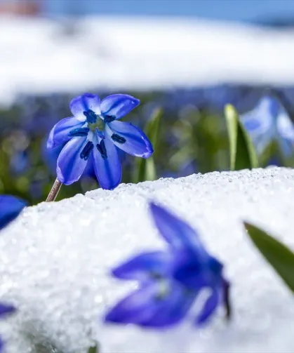 Kadıralak Yaylası’nda Mavi Yıldızlar Açmadı