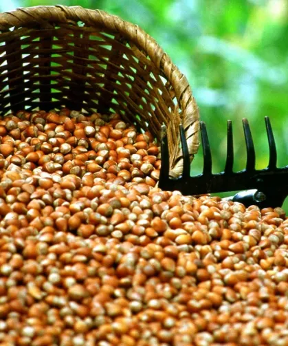 Fındık İhracatı 3 Ayda 658 Milyon Dolar