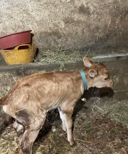 Trabzon’da Jersey Irkıyla Hayvancılıkta Yeni Dönem