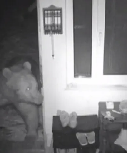 Trabzon’da Ayılar Yayla Evlerine Girdi