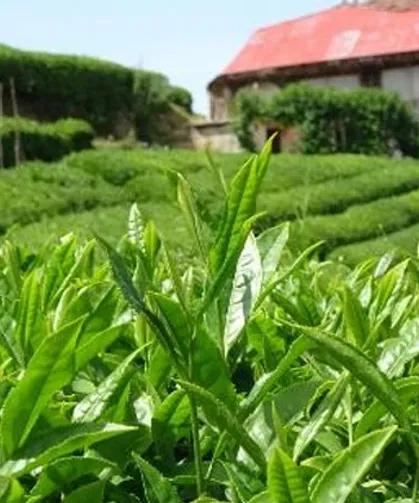 Çay Sanayicisinden Denetim Çağrısı