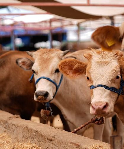 Trabzon’da Kurbanlık Fiyatları Belli Oldu