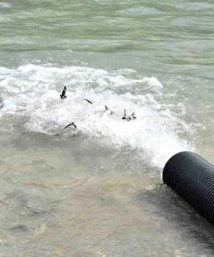 Karadeniz’e 2 Bin Mersin Balığı Bırakıldı