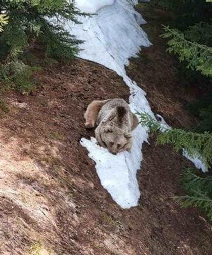 Rize'de Yayla Evine Giren Ayı Zarar Verdi