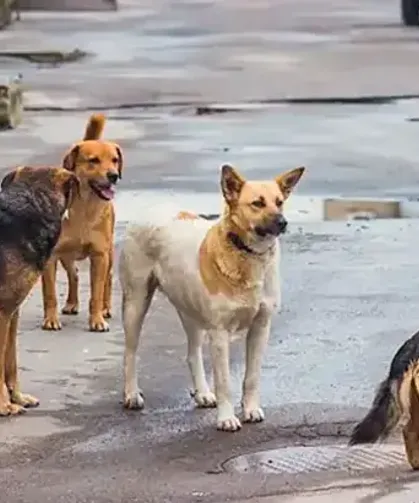 Trabzon'daki Bakımevi 429 Köpeğe Ev Sahipliği Yapıyor