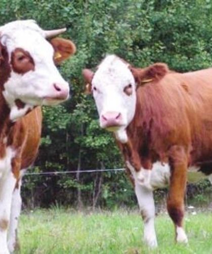 Trabzon'da Çiftçilere Yüzde 90 Hibeli Düve Desteği