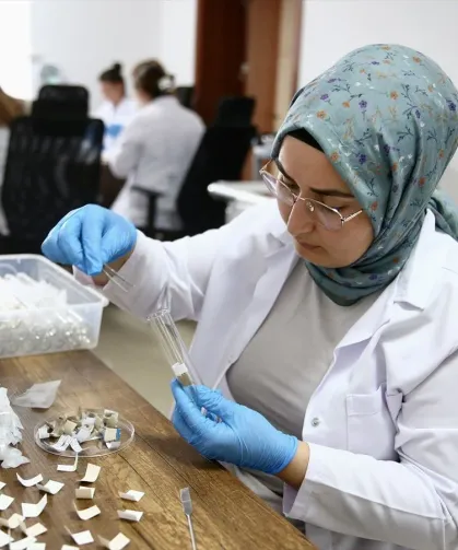 Samuray Arıları Karadeniz'de Doğaya Salınacak