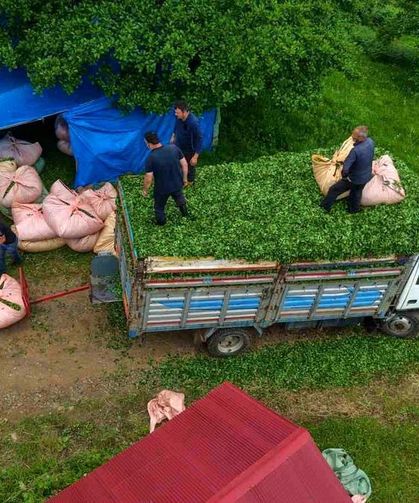 Vakfıkebirli Muhtarın İcadı Üreticinin Yükünü Hafifletti