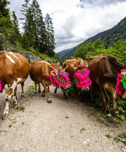 Trabzon'da Yayla Göçü Horonla Başladı