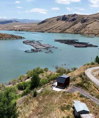 Erzincan Alabalıkları Trabzon'a Gönderiliyor