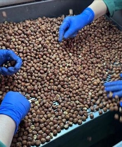 Trabzon Fındık İhracatında Zirvedeki Yerini Korudu