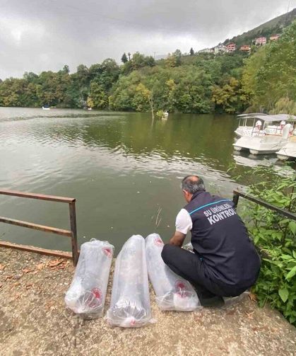 Sera Gölü’ne 40 Bin Yavru Sazan Bırakıldı